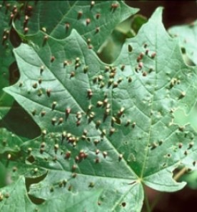 Sept0409_contest_pic_400.jpg thumbnail