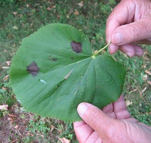 Foliage Fail thumbnail