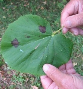 sept19_mystery.jpg thumbnail