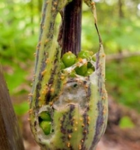 Sept_25_contest_pic_400.jpg thumbnail