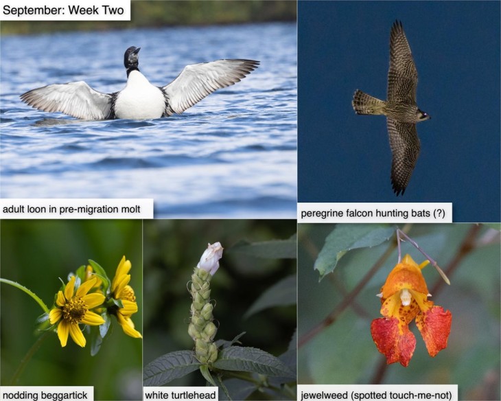 September nature