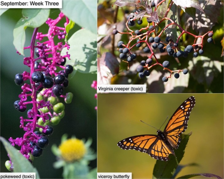 September nature