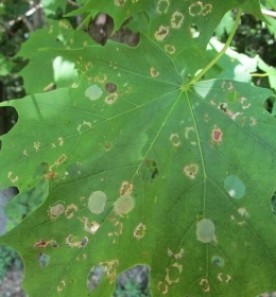 september_mystery_leaf.jpg thumbnail