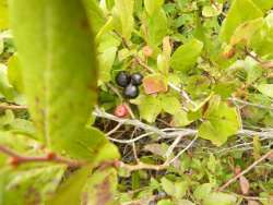 Huckleberry Picking Photo: Dave Mance III