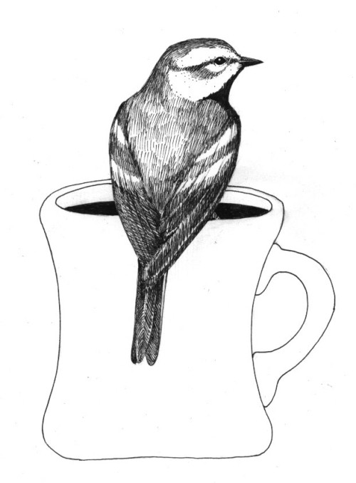 The Bird-Coffee Connection thumbnail