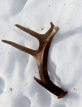 White-tailed Bucks Shedding Antlers thumbnail