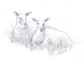 Sheep800.jpg thumbnail