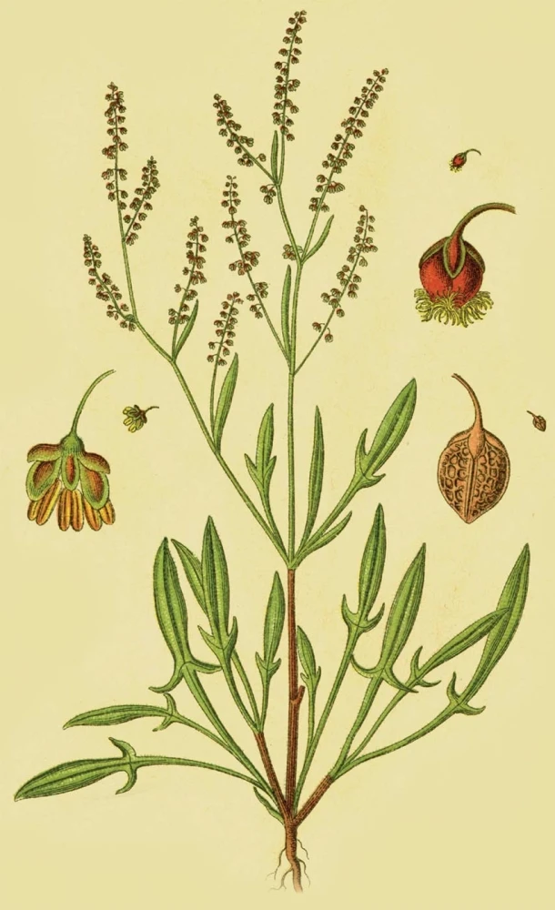 Sheep Sorrel Sheep Sorrel