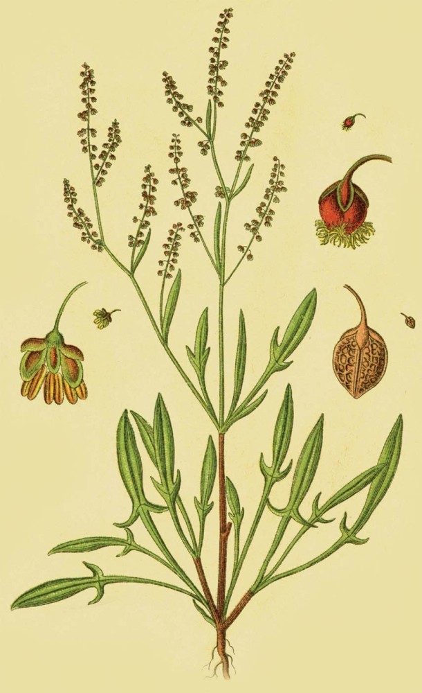 Gathering Sheep Sorrel