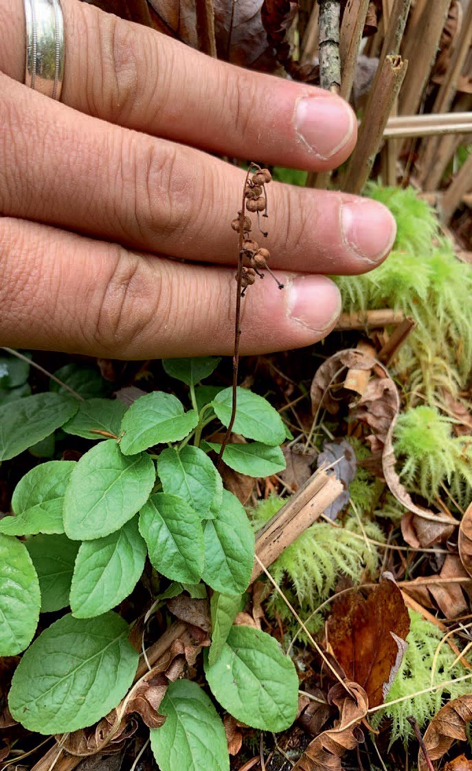 Scouting for Summer: Evergreen Wetland Herbs