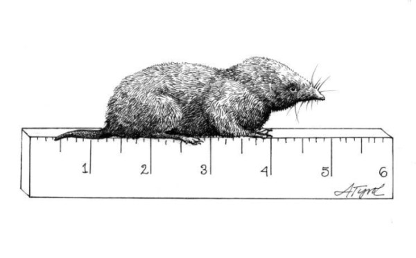 The “blood-thirsty little Shrew”