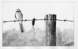 Shrike_on_fence.jpg thumbnail