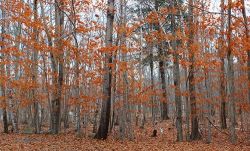 sieur_de_monts_web14.jpg