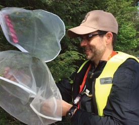 silver_fly_adeldig.jpg thumbnail