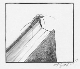 silverfish.jpg thumbnail