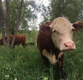 Grazing in the Woods: Bringing Silvopastures to the Northeast thumbnail