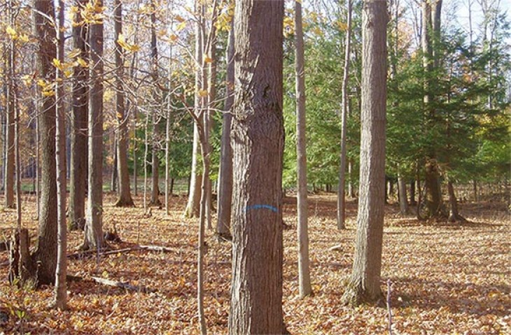 Grazing in the Woods: Bringing Silvopastures to the Northeast