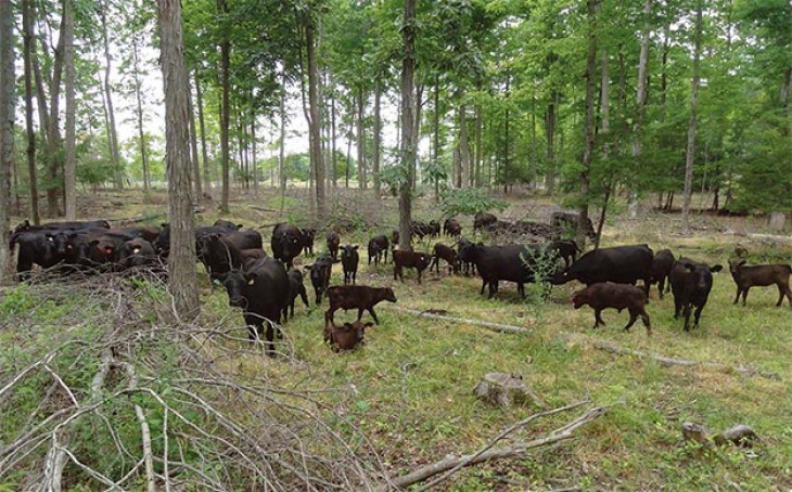 Grazing in the Woods: Bringing Silvopastures to the Northeast