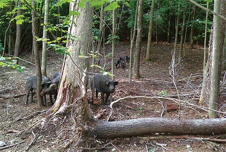 Grazing in the Woods: Bringing Silvopastures to the Northeast