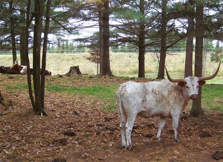 Grazing in the Woods: Bringing Silvopastures to the Northeast