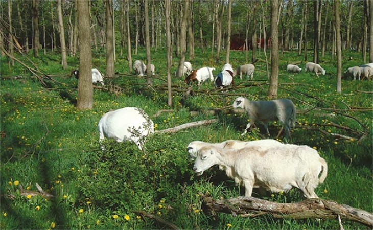 Grazing in the Woods: Bringing Silvopastures to the Northeast