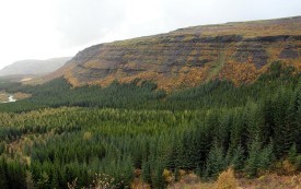 Forestry in Iceland? thumbnail