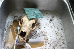 Cleaning Skulls Photo: Dave Mance III