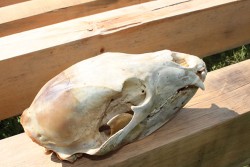 skull5.jpg