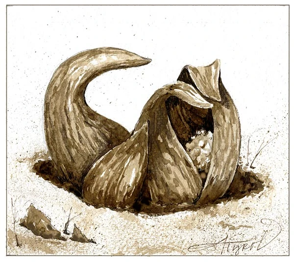skunk_cabbage_w.jpg