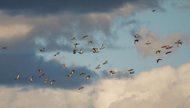 Ducks, Beautiful Ducks: A Portfolio of Pintails, Woodies, and Butterballs