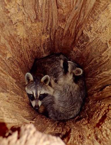 Sleepy raccoons