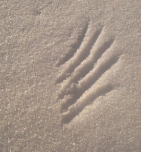 slices.jpg thumbnail