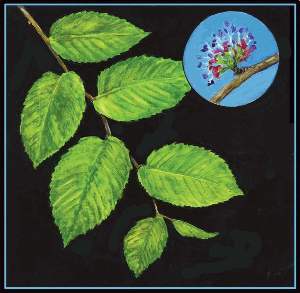 slippery_elm.jpg