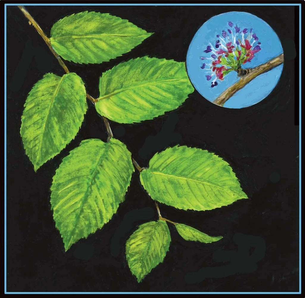 slippery_elm.jpg