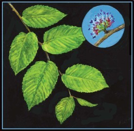 slippery_elm.jpg thumbnail