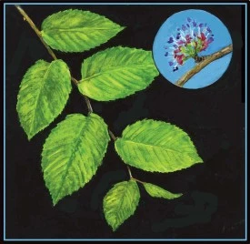 slippery_elm.jpg thumbnail