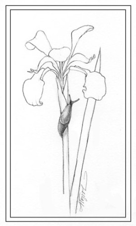 slug_cropped.jpg thumbnail