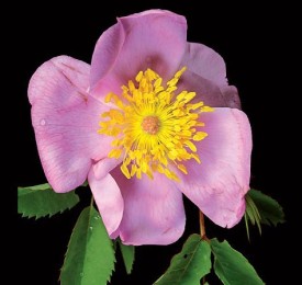 smooth_rose_jenkins_head.jpg thumbnail