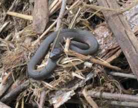 snake.jpg thumbnail