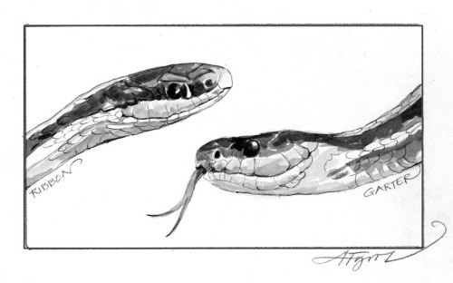 Eastern Ribbon Snake Sightings thumbnail