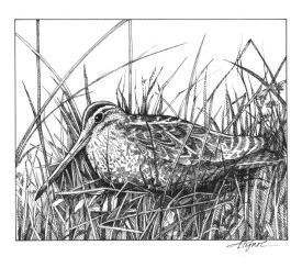 snipe.jpg thumbnail