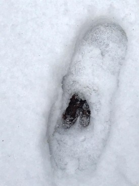 Snow Dent 2 thumbnail