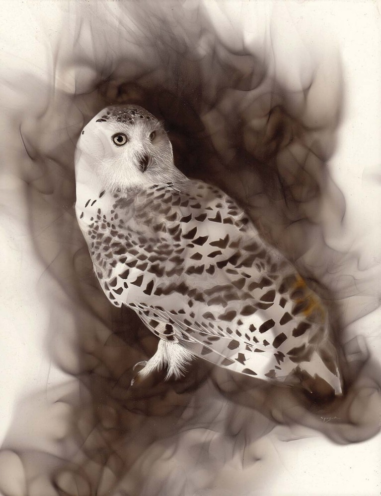 Smoky Owl