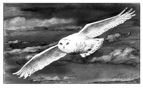 Snowy Owls Are Here Again, But Why? thumbnail