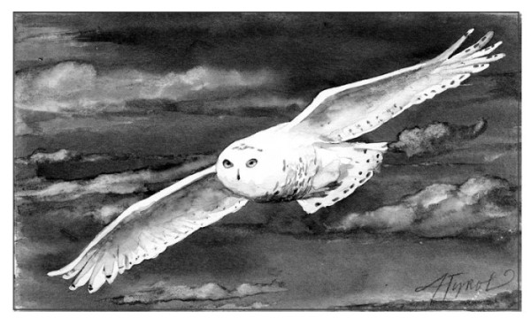 Snowy Owls Are Here Again, But Why?