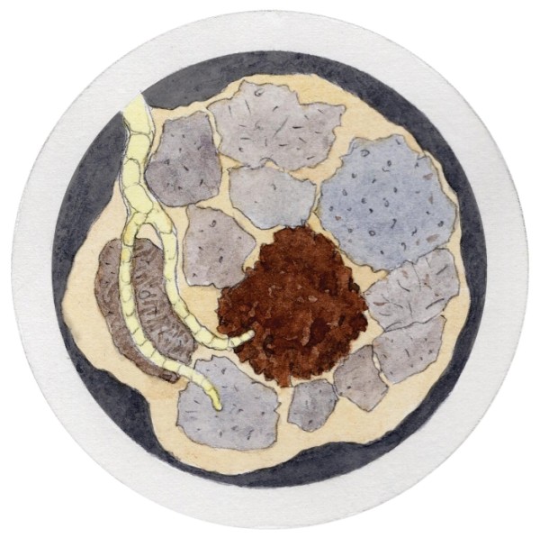 Understanding Forest Soil Carbon