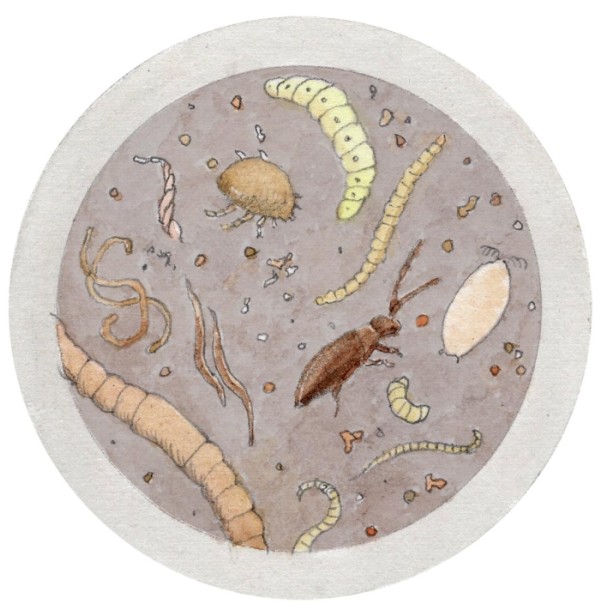 Understanding Forest Soil Carbon