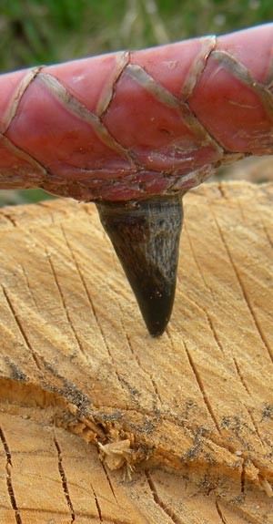 Dinosaur Tooth? thumbnail