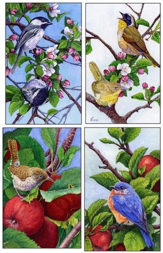 Songbirds