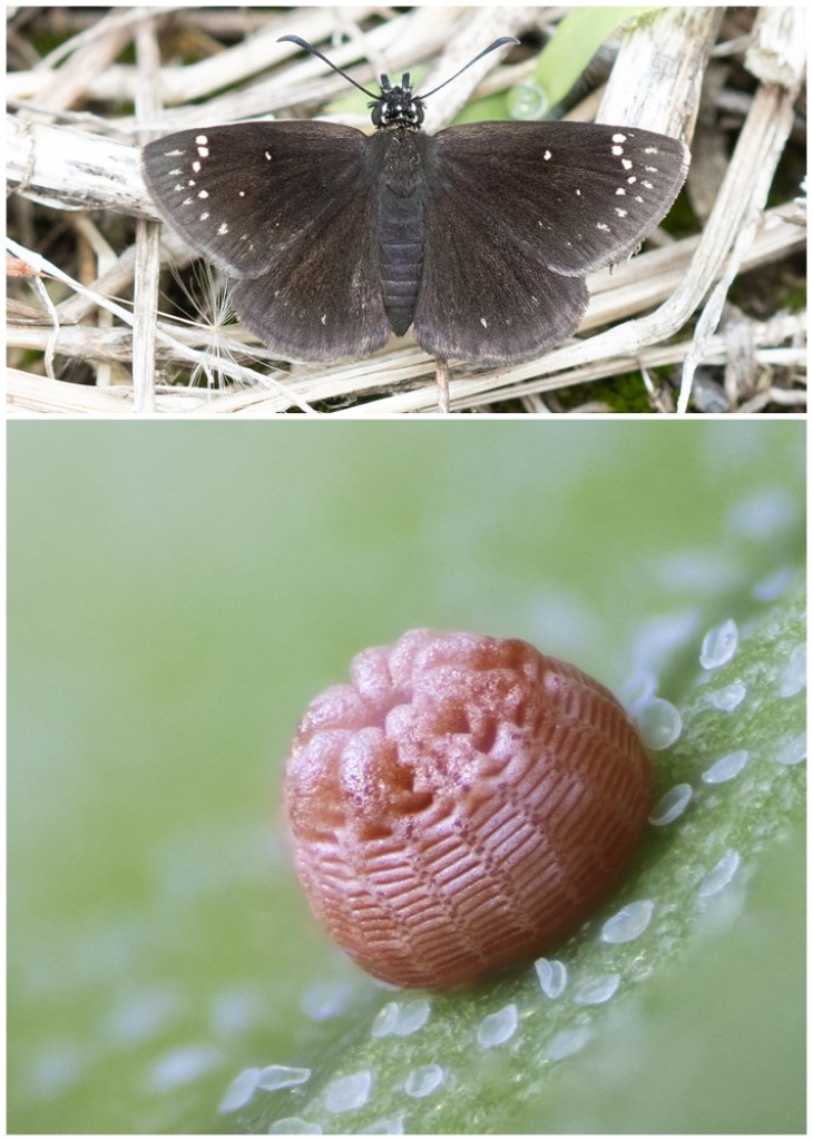 Sootywing butterfly and eggs